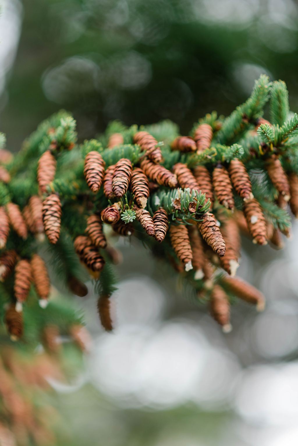 El Mejor Regalo de&nbsp;Navidad